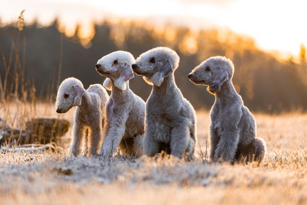 Bedlington Terrier aus der Deubacher Hölle
