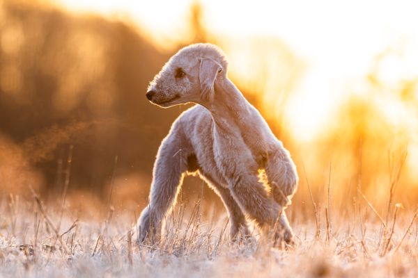Bedlington Terrier aus der Deubacher Hölle