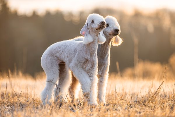 Bedlington Terrier aus der Deubacher Hölle