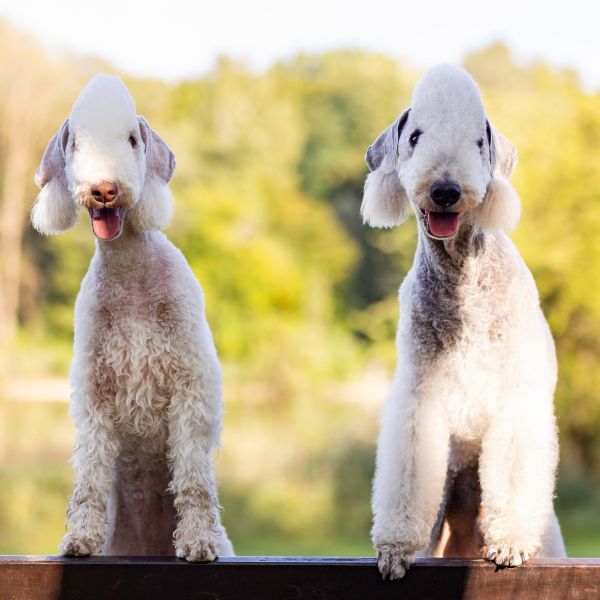 zwei erwachsene zwei Bedlington Terrier