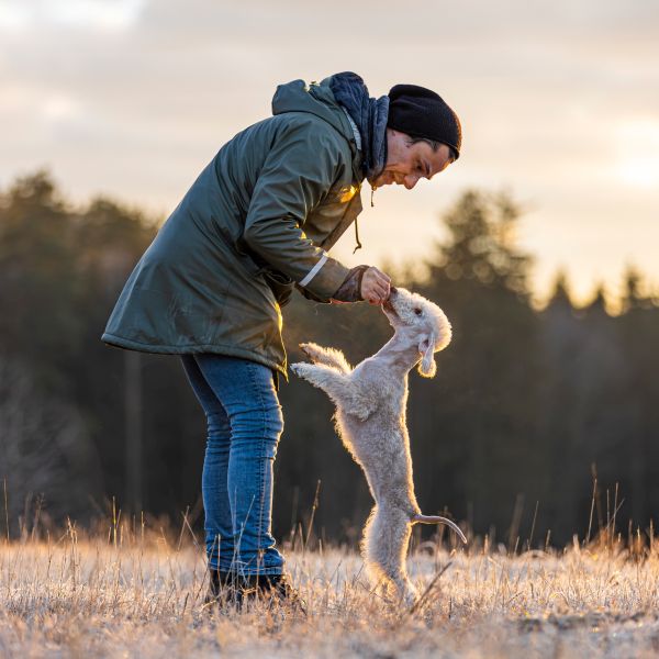 Bedlington Terrier aus der Deubacher Hölle