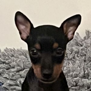 Terrier Welpen