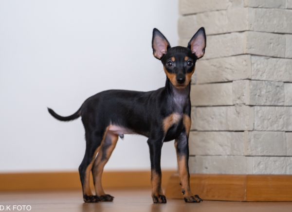 English Toy Terrier Welpe