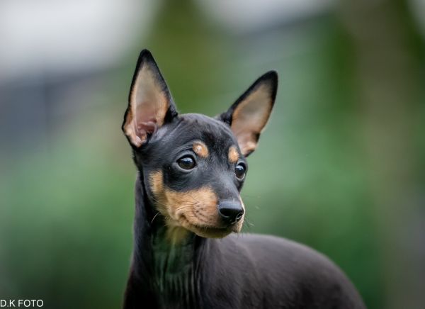 English Toy Terrier Welpe
