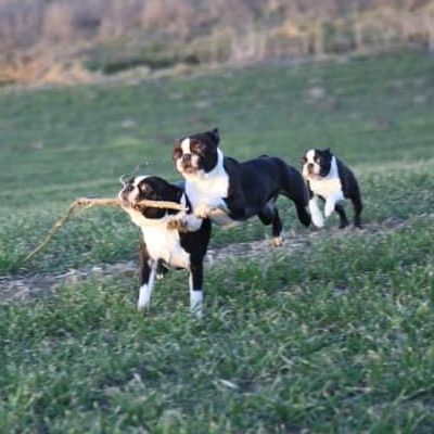 drei Boston Terrier