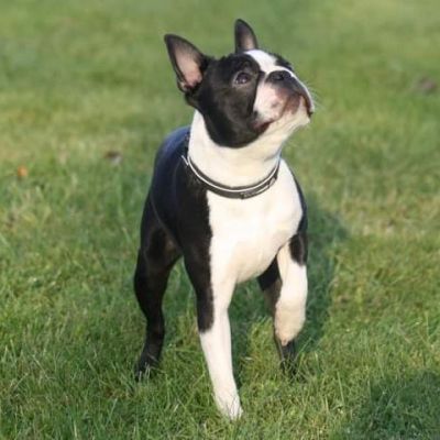 Boston Terrier