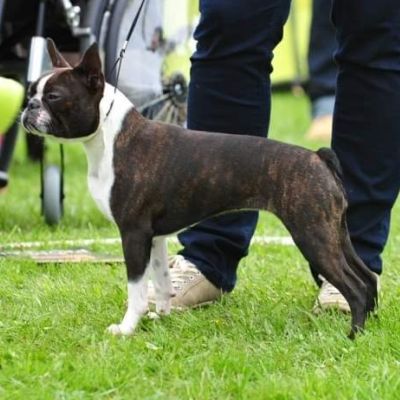 Boston Terrier bei einer Ausstellung