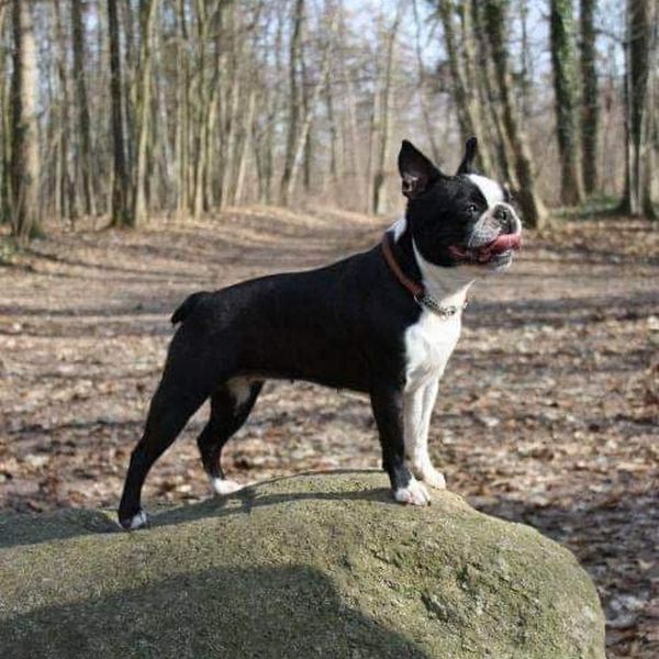 sehr schönes Foto von einem Boston Terrier