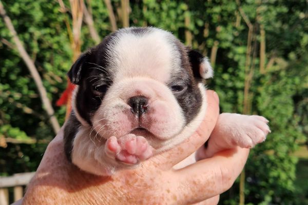 Boston Terrier Welpen Sweet N´ Spicy