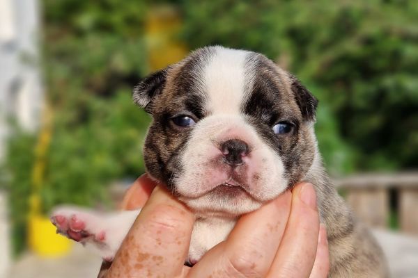 Boston Terrier Welpen Sweet N´ Spicy