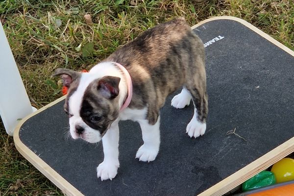 Boston Terrier Welpen Sweet N´ Spicy