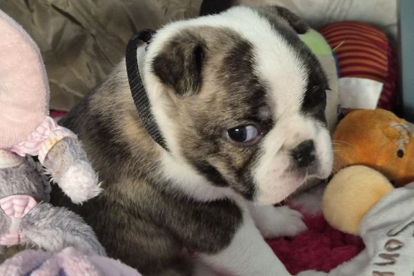 Boston Terrier Welpen Sweet N´ Spicy