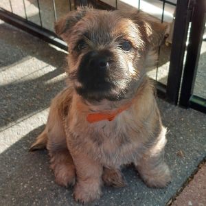 Cairn Terrier Welpe von den Allerrabauken