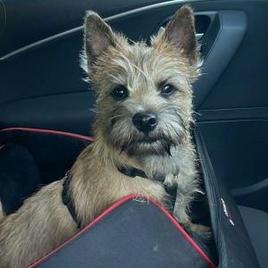 Cairn Terrier Welpe im Auto