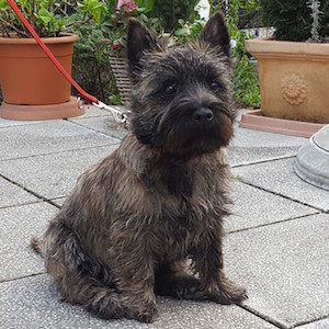 Cairn Terrier of Cairnsmore