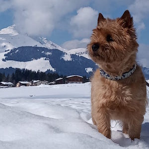 Cairn Terrier of Cairnsmore