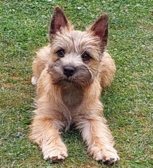 Cairn Terrier Welpe