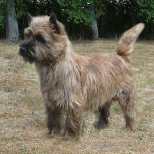 Cairn Terrier vom Kiepentraegerdorf