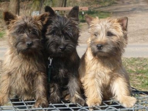 Cairn Terrier vom Kiepentraegerdorf