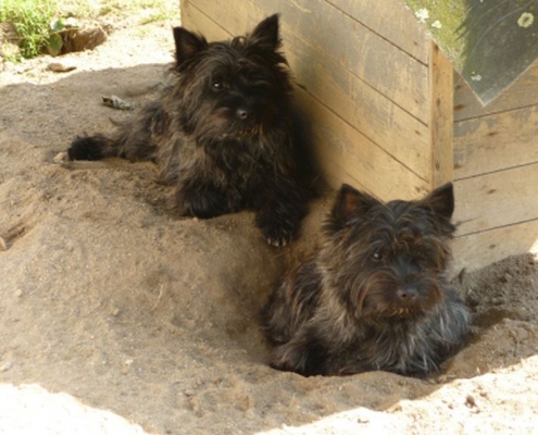 Cairn Terrier vom Kiepentraegerdorf