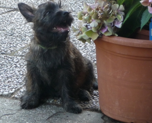 Cairn Terrier vom Kiepentraegerdorf