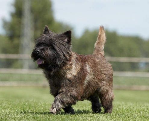 Cairn Terrier vom Kiepentraegerdorf