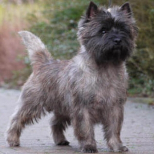 Glenmore's Cairn Terrier