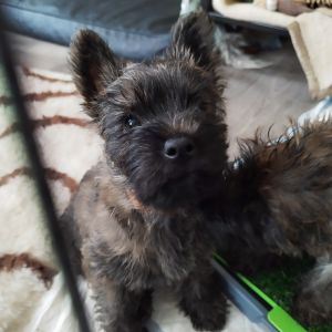 Cairn Terrier Welpen