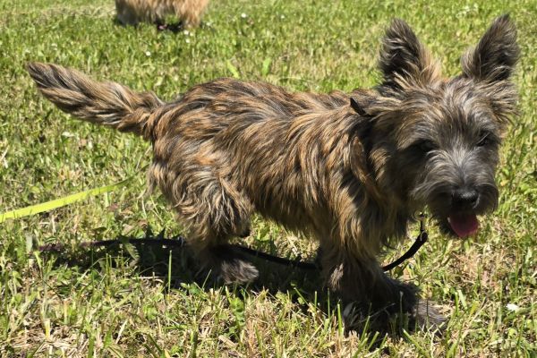 Cairn Terrier Welpe of Cherishwood
