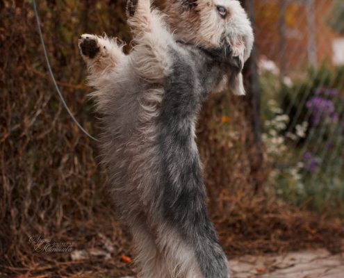 Dandie Dinmont Terrier