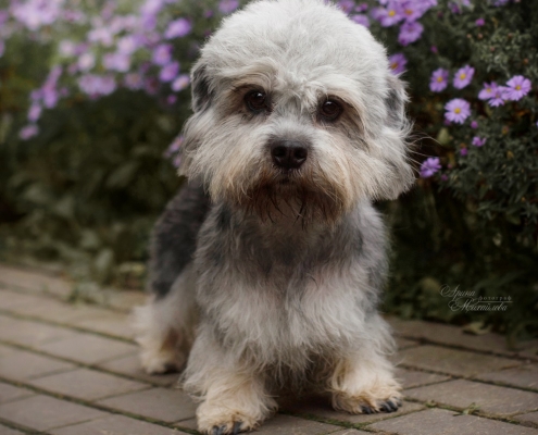 Dandie Dinmont Terrier