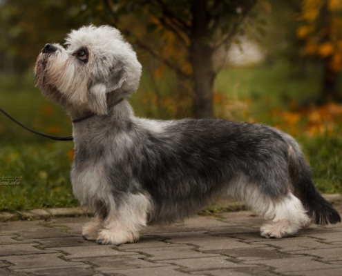 Dandie Dinmont Terrier