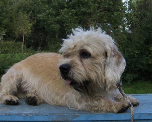 Dandie Dinmont Terrier