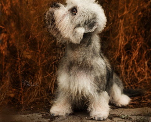 Dandie Dinmont Terrier