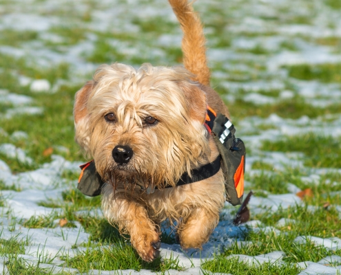 Dandie Dinmont Brave of Scotland