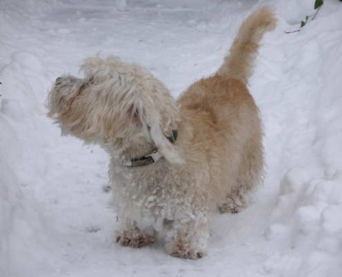 Dandie Dinmont Brave of Scotland