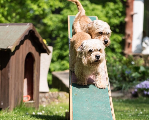 Dandie Dinmont Brave of Scotland