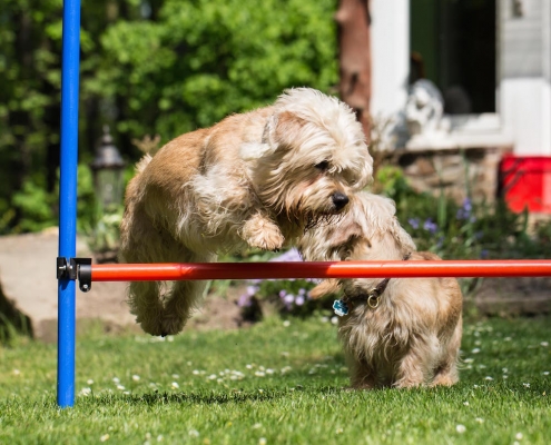 Dandie Dinmont Brave of Scotland