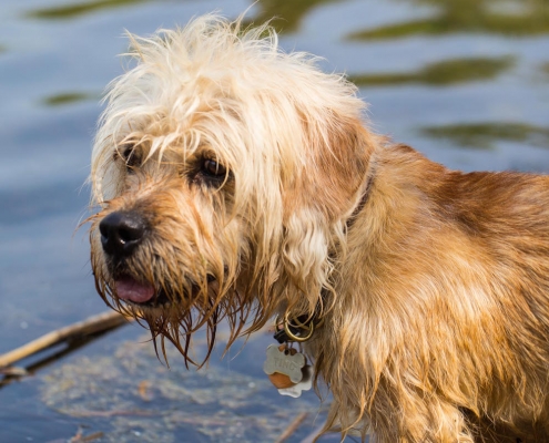 Dandie Dinmont Brave of Scotland