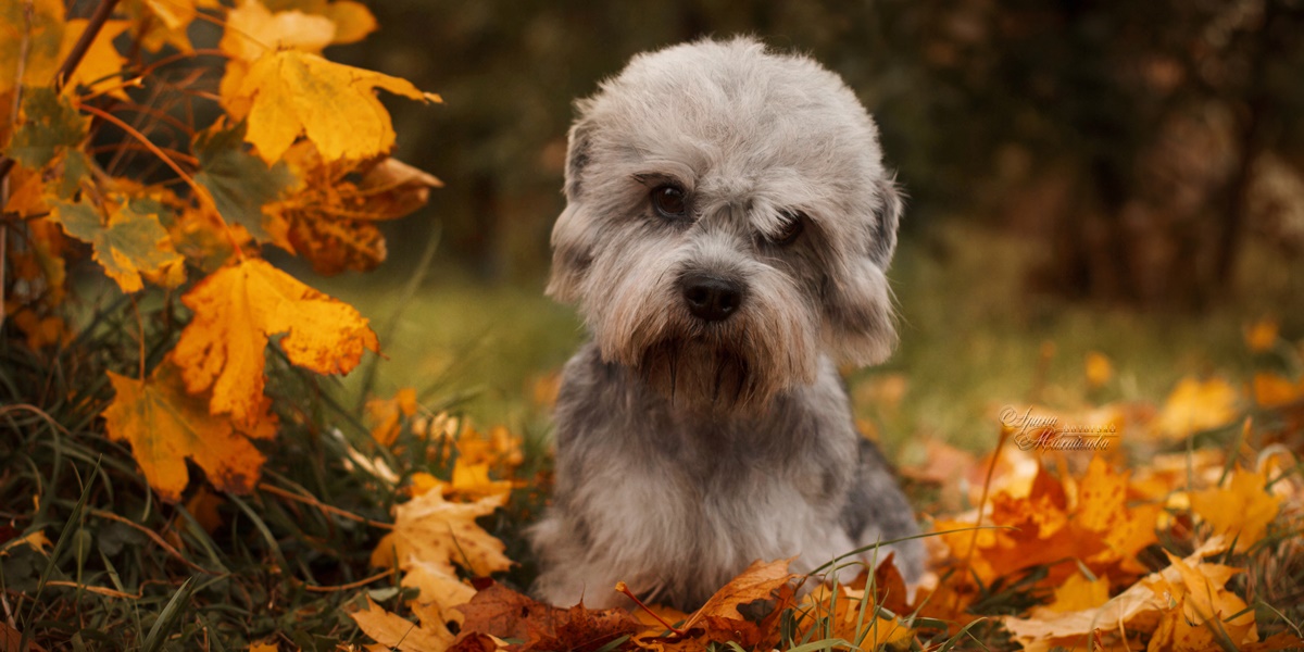 Dandie Dinmont Terrier