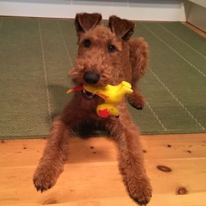 Irish Terrier Beteigeuzes