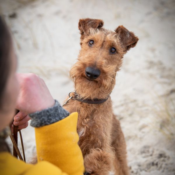 BETEIGEUZES Irish Terrier