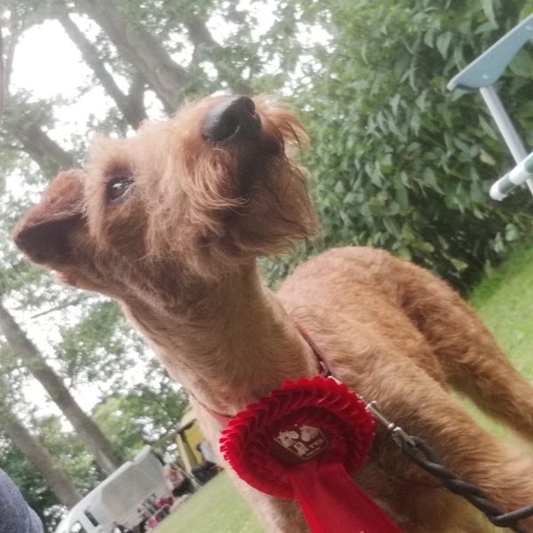 Irish Terrier Beteigeuzes