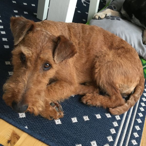 Irish Terrier Beteigeuzes