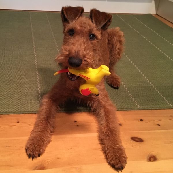 Irish Terrier Beteigeuzes