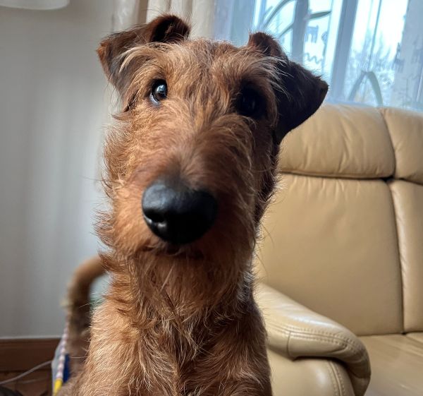 Irish Terrier