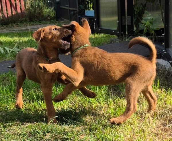 vom Kreienhof Irish Terrier vom Kreienhof