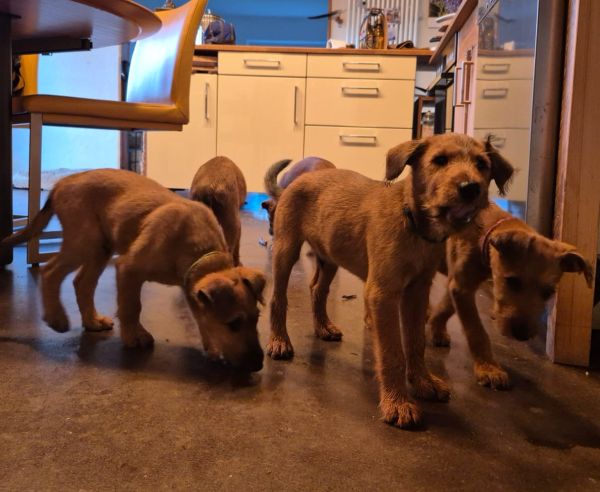 vom Kreienhof Irish Terrier vom Kreienhof