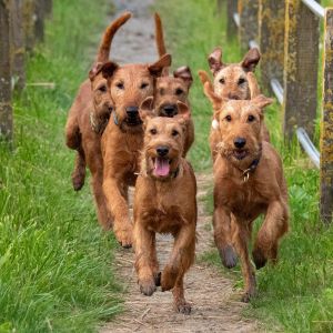 Rudel Irish Terrier tobt am Kehdinger Elbdeich