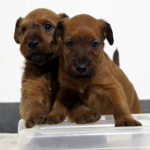 Irish Terrier Welpen Dubliners